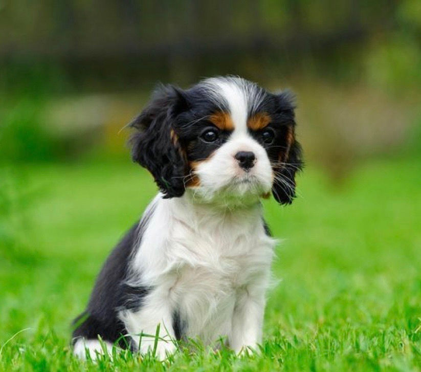 Cavalier King Charles Spaniel cățeluși foto 0