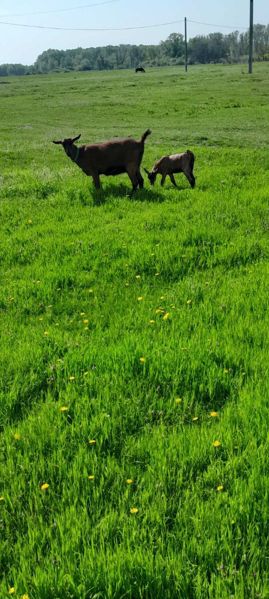 Vind capre foto 6