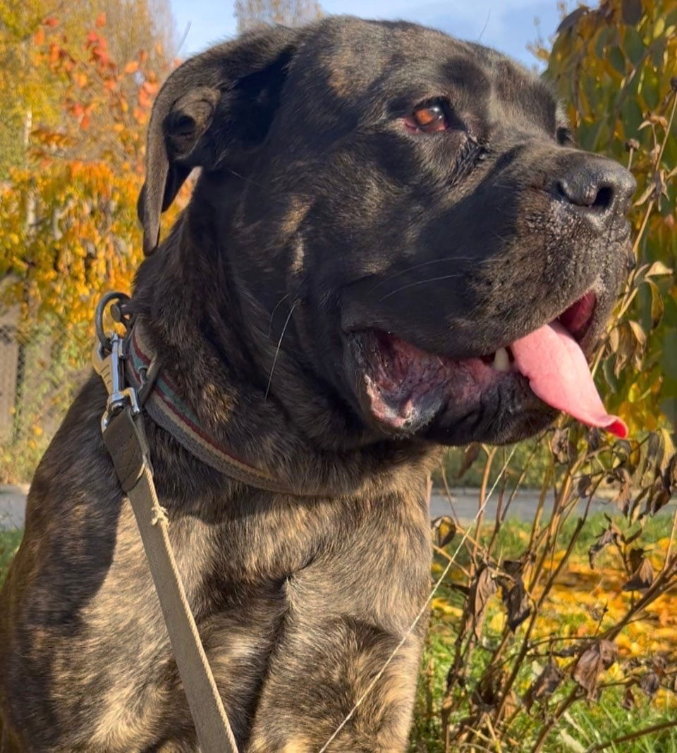 Кани корсо для связки foto 0