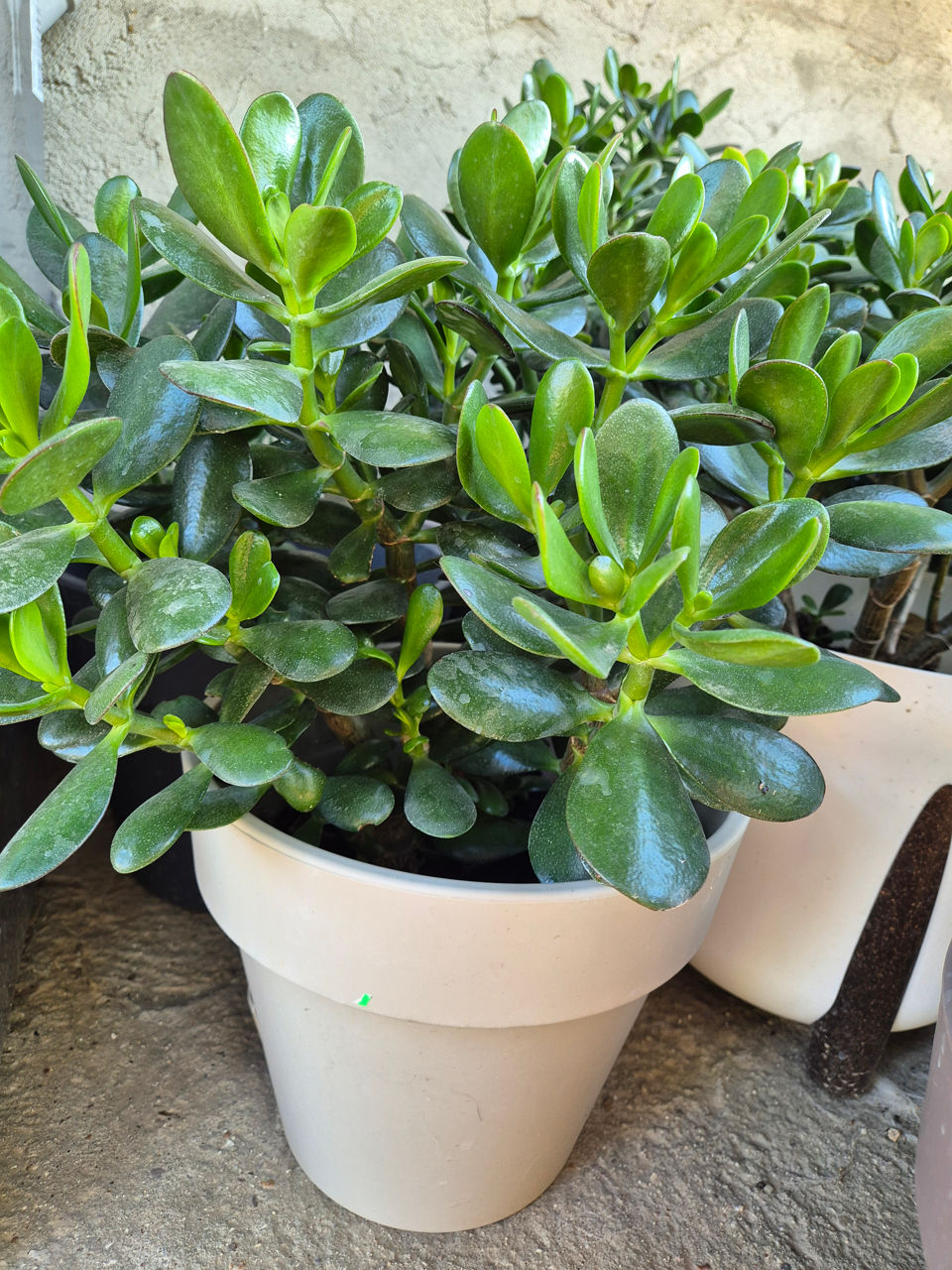 Vand floarea ce aduce bani in casa! Cadou excelent ! foto 3