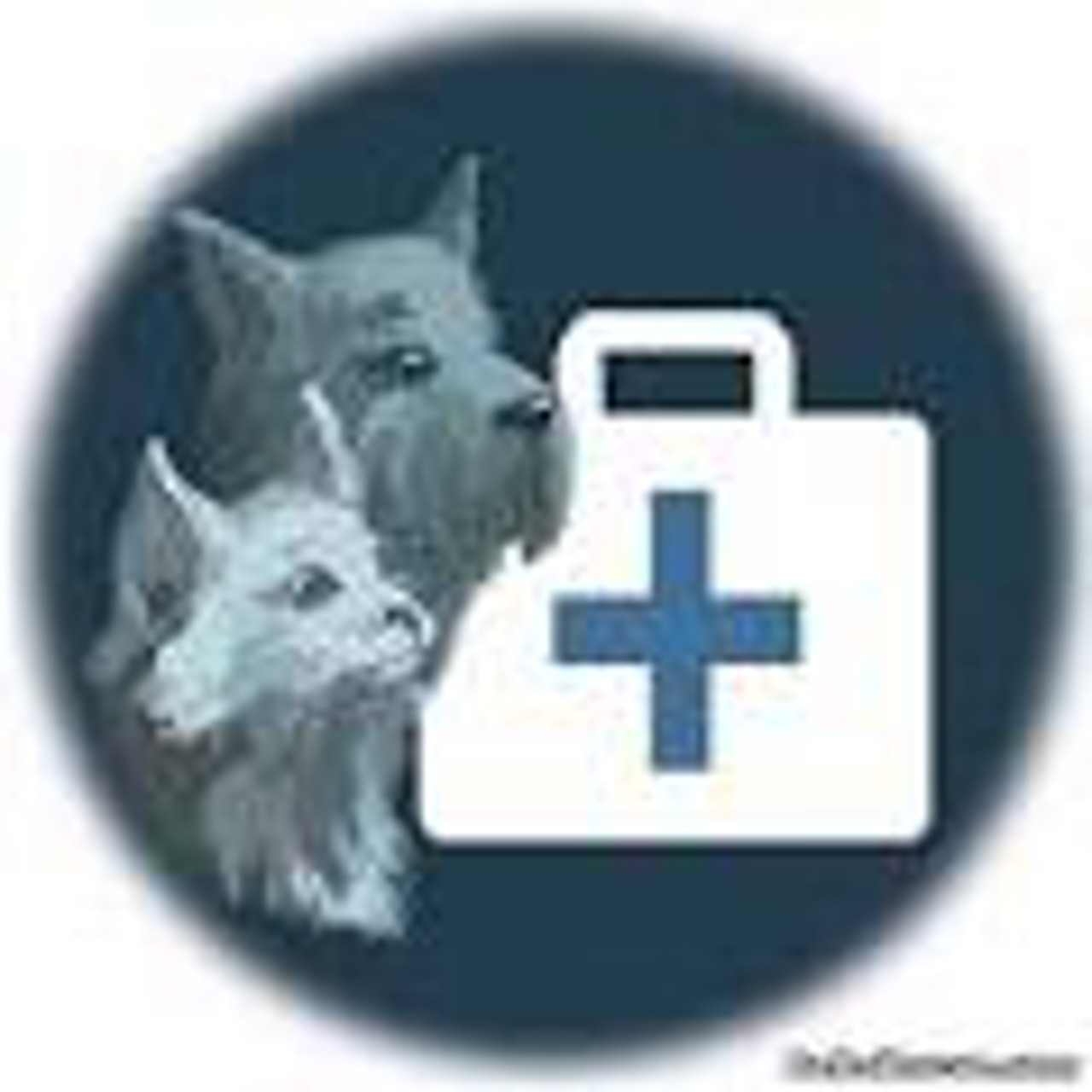 Asistenta Medical Veterinara la domiciliu 24/24 Chisinau si pe tot teritoriul R.M. foto 0