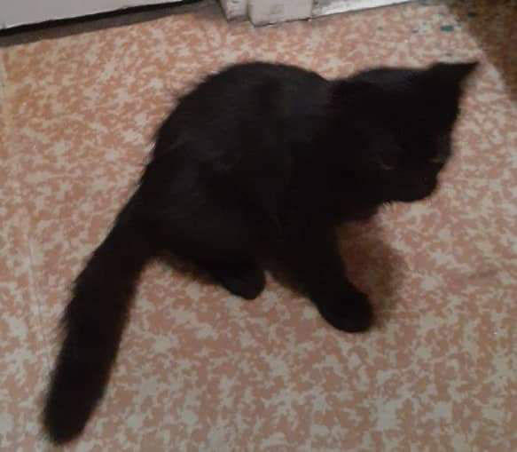 Чёрный котёнок