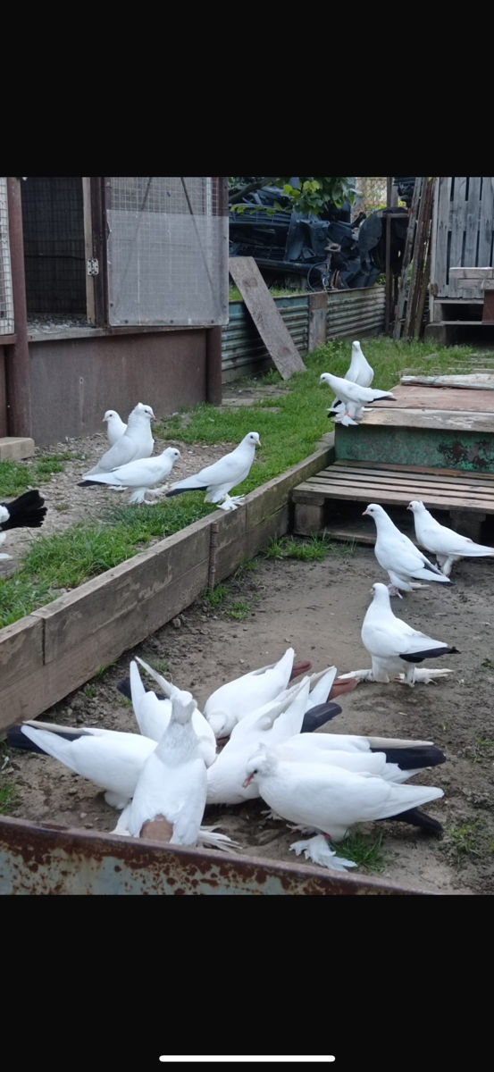 Hulubi foto 5