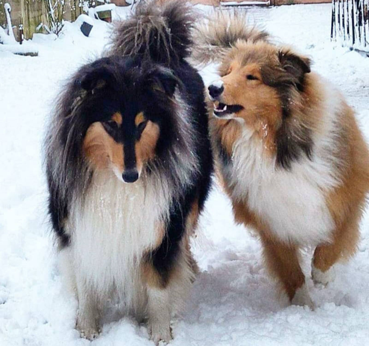 Pui collie rough (ciobanesc scotian) foto 3
