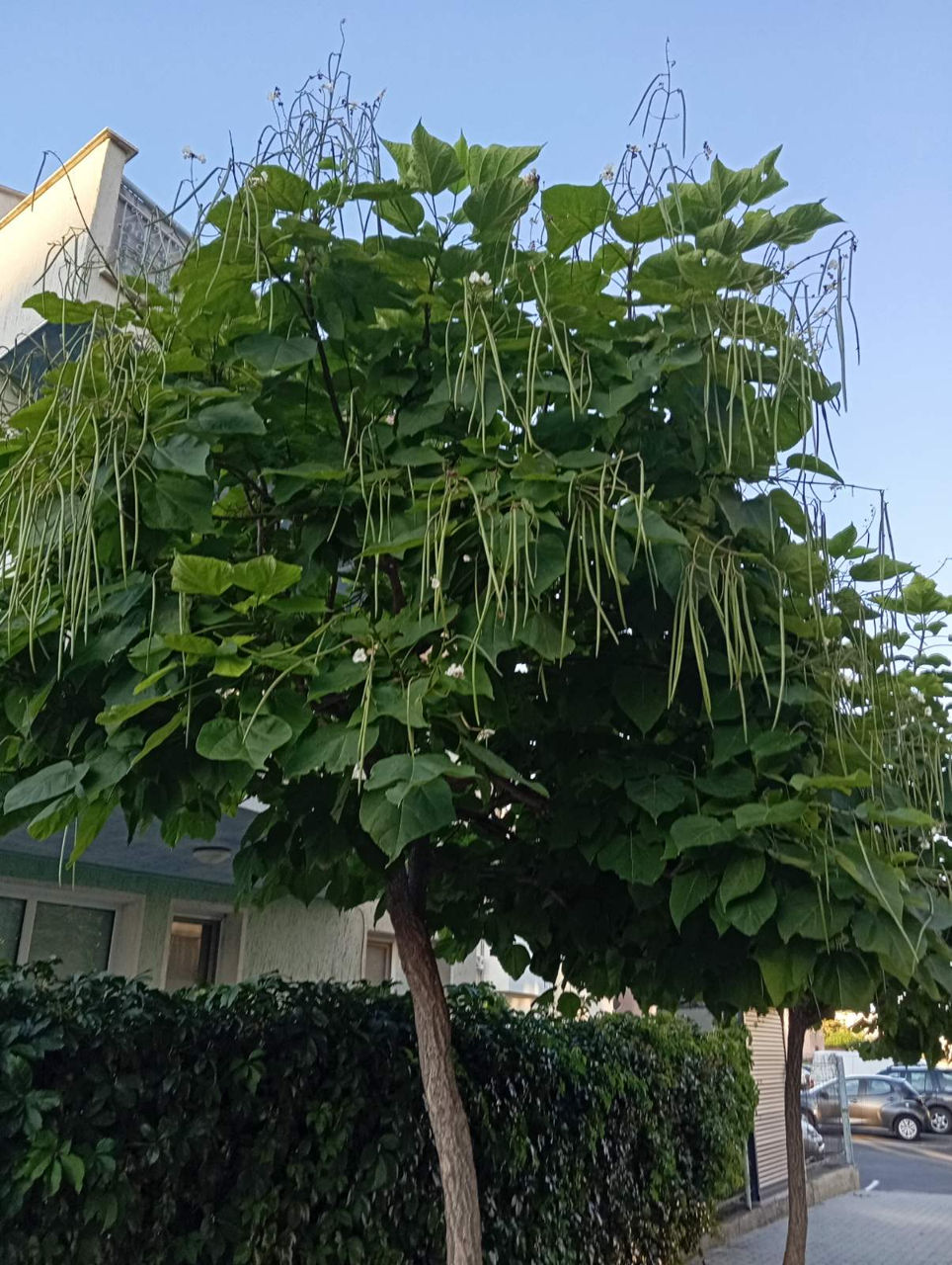 Catalpa foto 1