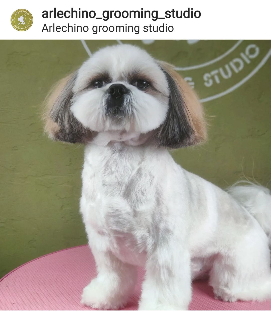 "Arlechino Grooming Studio". Буюканы. Стрижка собак и кошек. foto 9