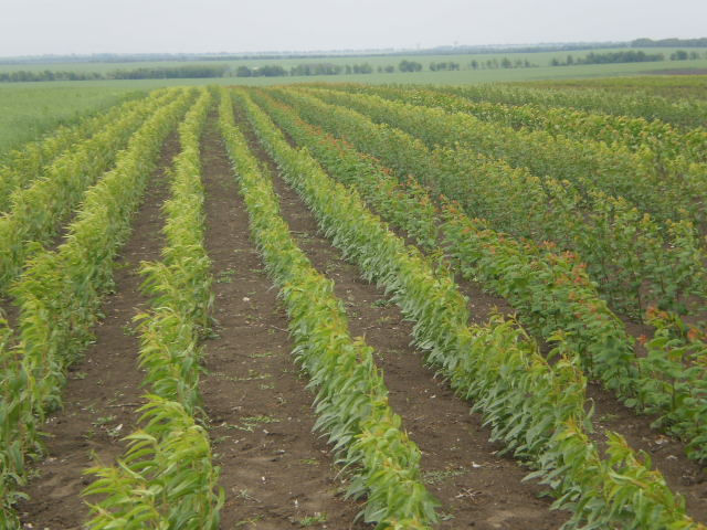Pomi fructiferi ! Cais ( abricos ) , cireș , prăsad  și alte specii... foto 2