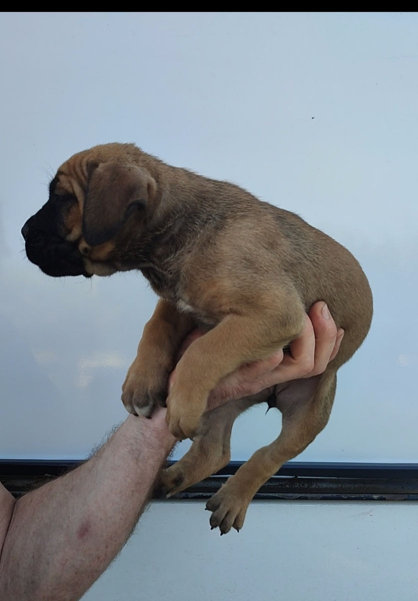 Cane corso  foto 1