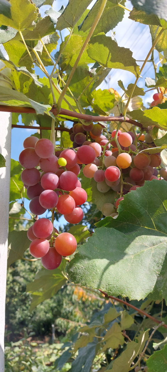 Продается Виноград