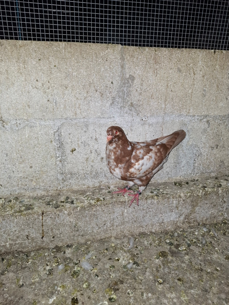 🕊️ Porumbei de rasă – King și Texani, talie mare 🕊️

 foto 2