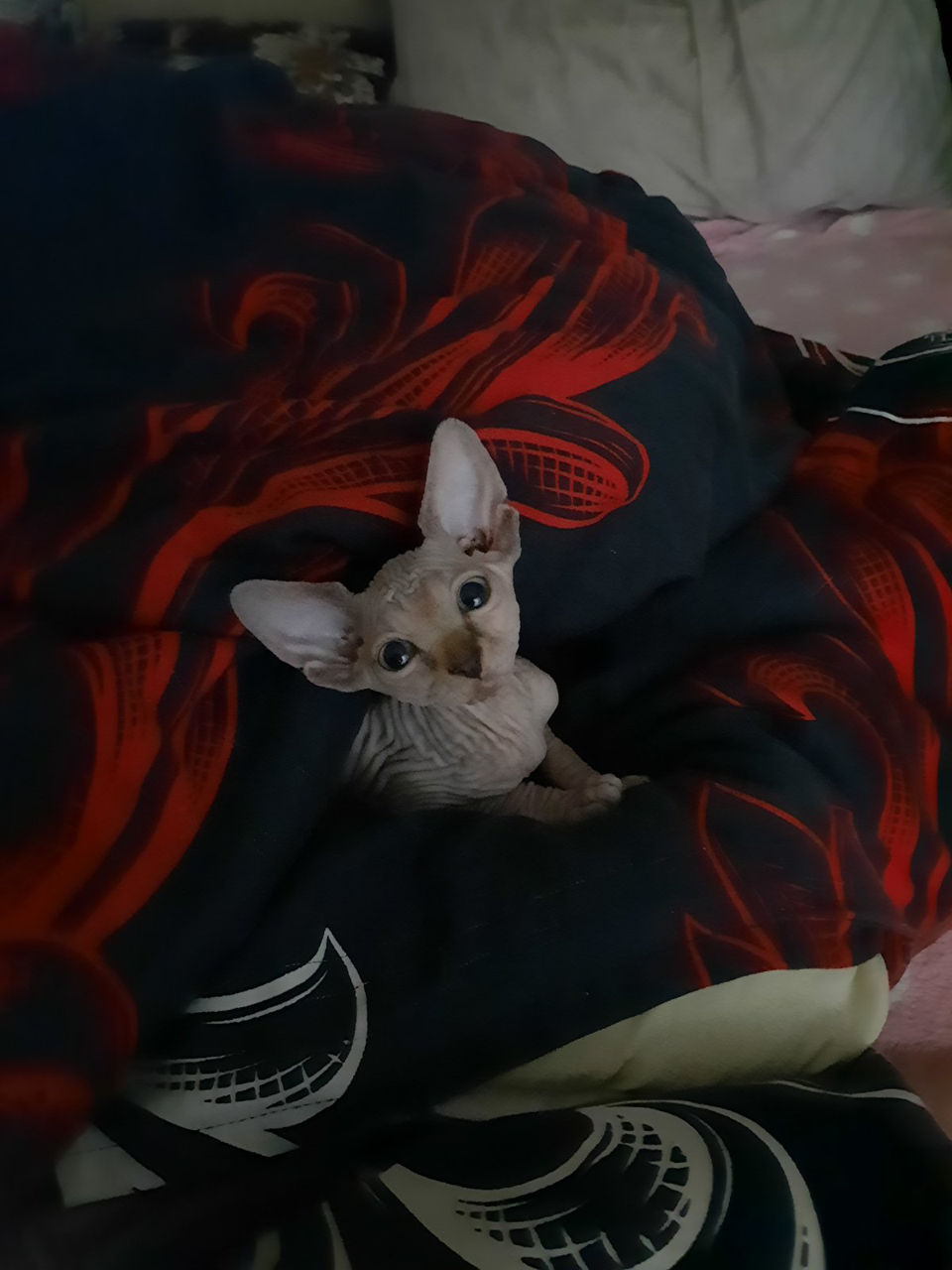 2 девочки,1 мальчик сфинкс