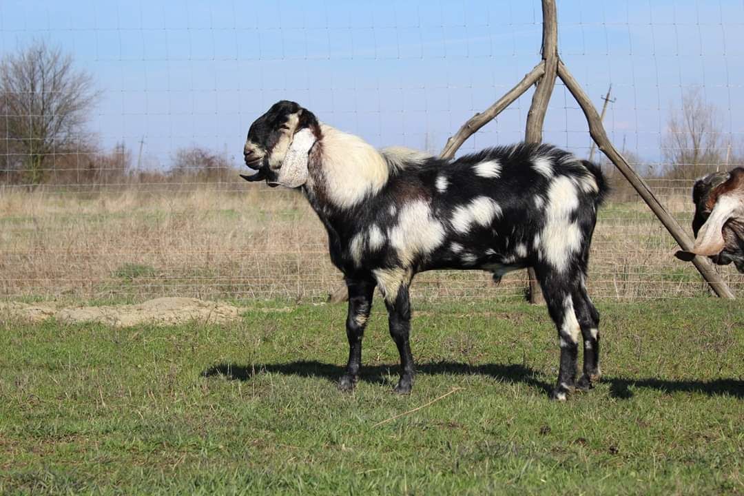 Англо нубийские козлята фото