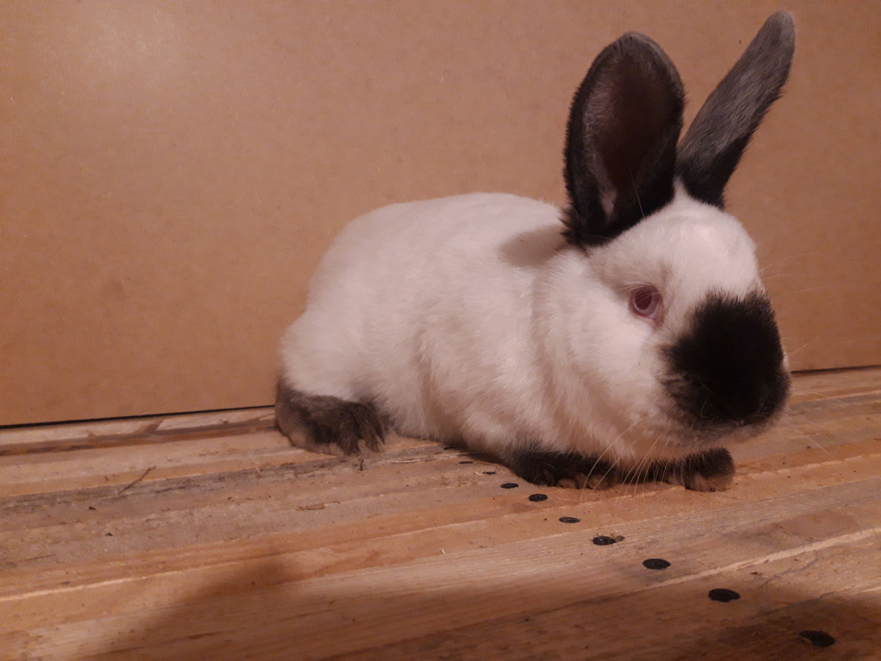 Iepuri Californieni foto 8