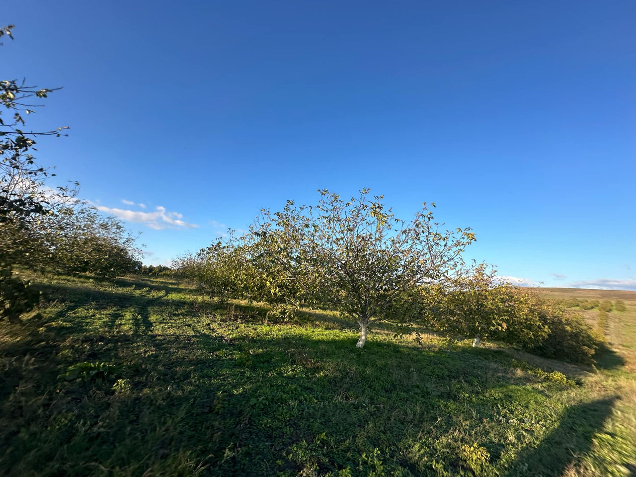 Vindem Teren Agricol cu Livadă 10ha+viță de vie 4ha+5ha  teren arabil. Țepoaia, comunaTigheci, Leova foto 18