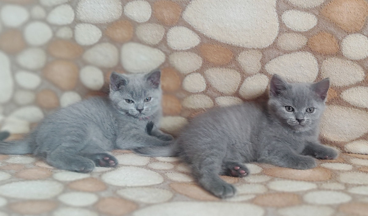 Шотландские котята -Скоттиш фолд и скотиш страйт  фото 5