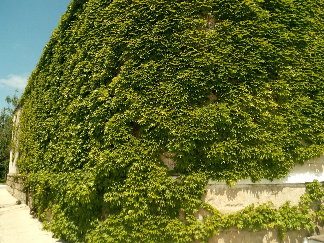 Vita japoneza (девичий виноград) foto 2