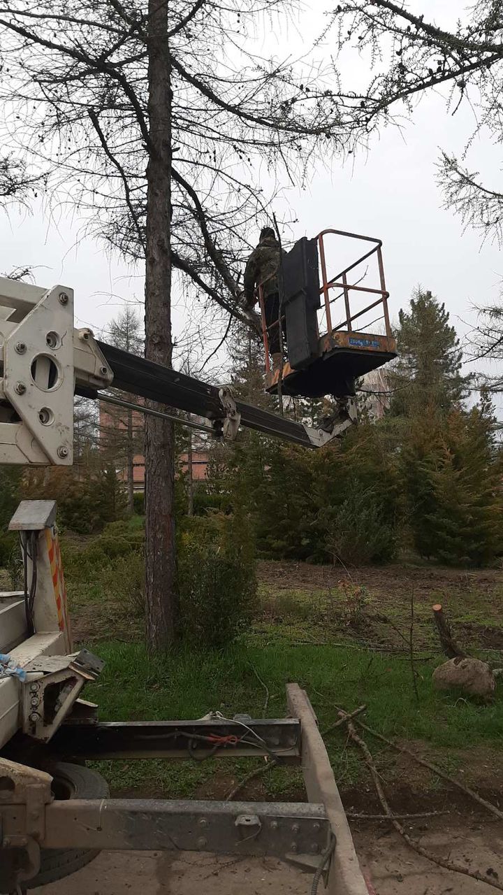 Taierea copacilor problematici, curatarea copacilor uscati. Curatarea Tuilor! foto 17