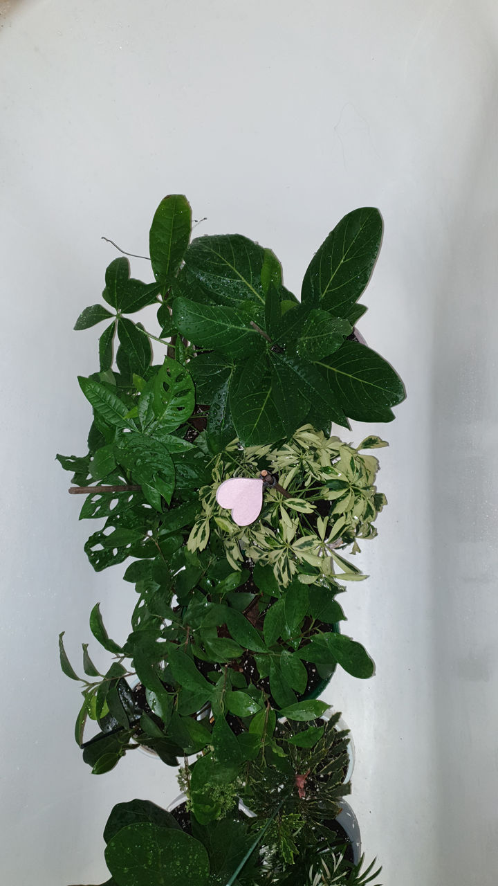 Чугунная ванна