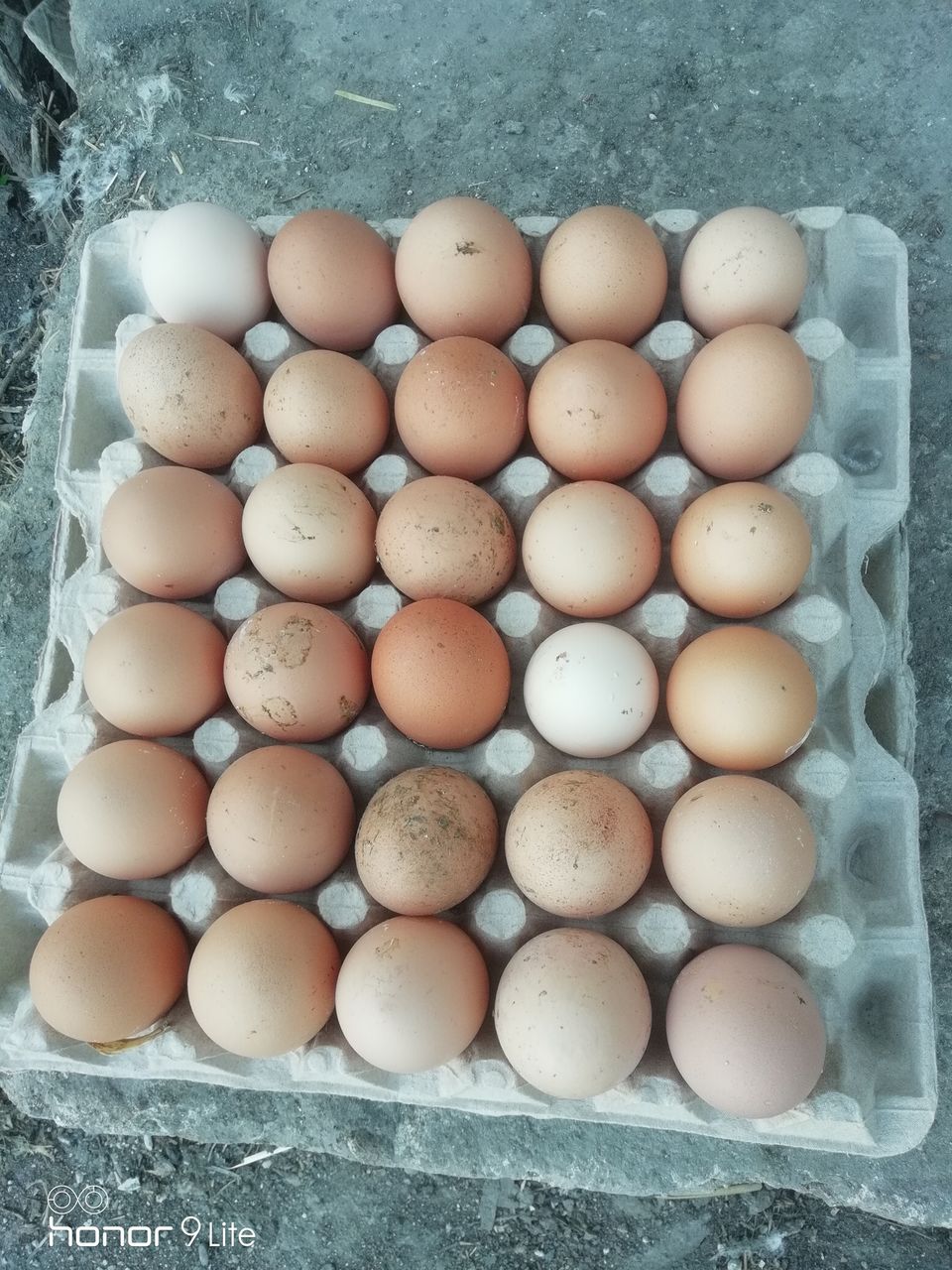 Продам куриное яйцо