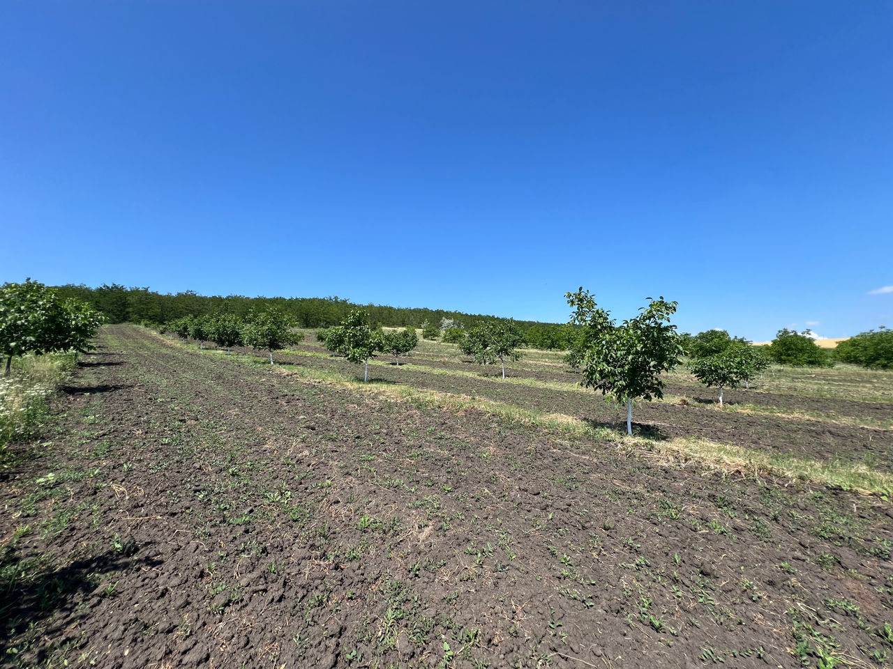 Livadă de nuci, de soi Pescianski foto 2