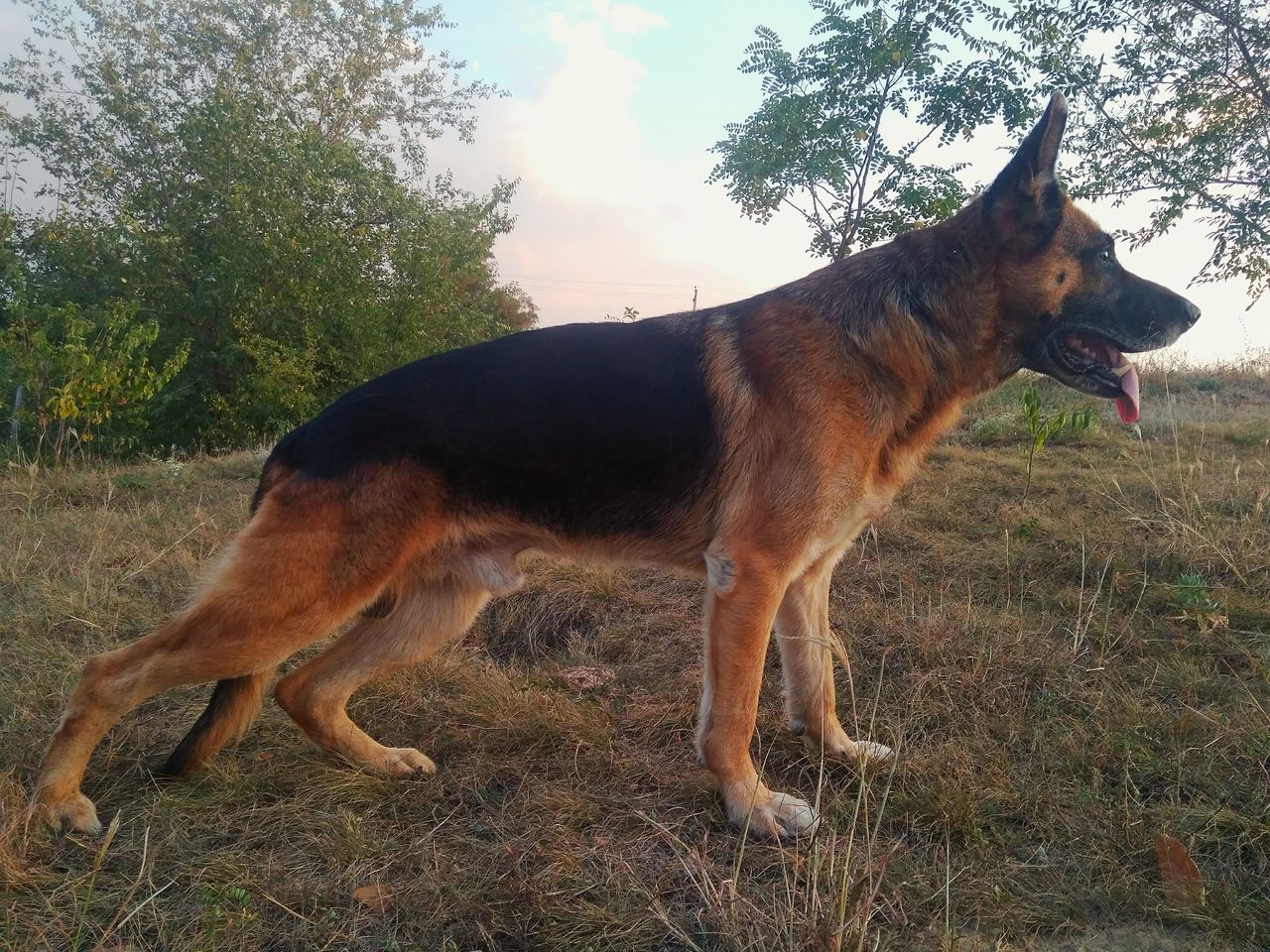 Немецкая овчарка почему похудела быстро Немецкая овчарка почему похудела быстро