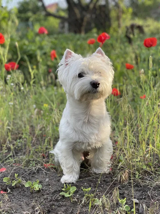 Щенки вест хайленд уайт терьера - West highland white terrier