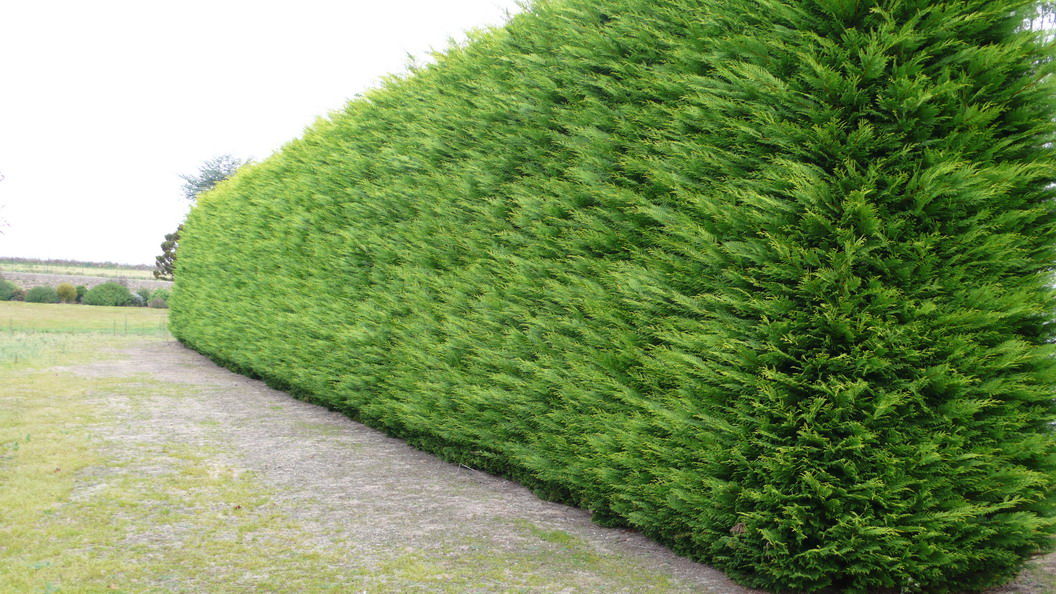 Лейландия купрессоципарис Лейланда кипарисовик cupressocyparis leylandii pon pon thuja фото 2