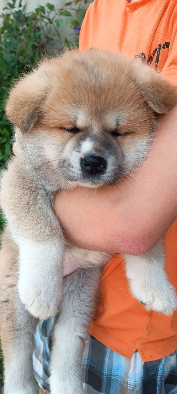 Akita  foto 5