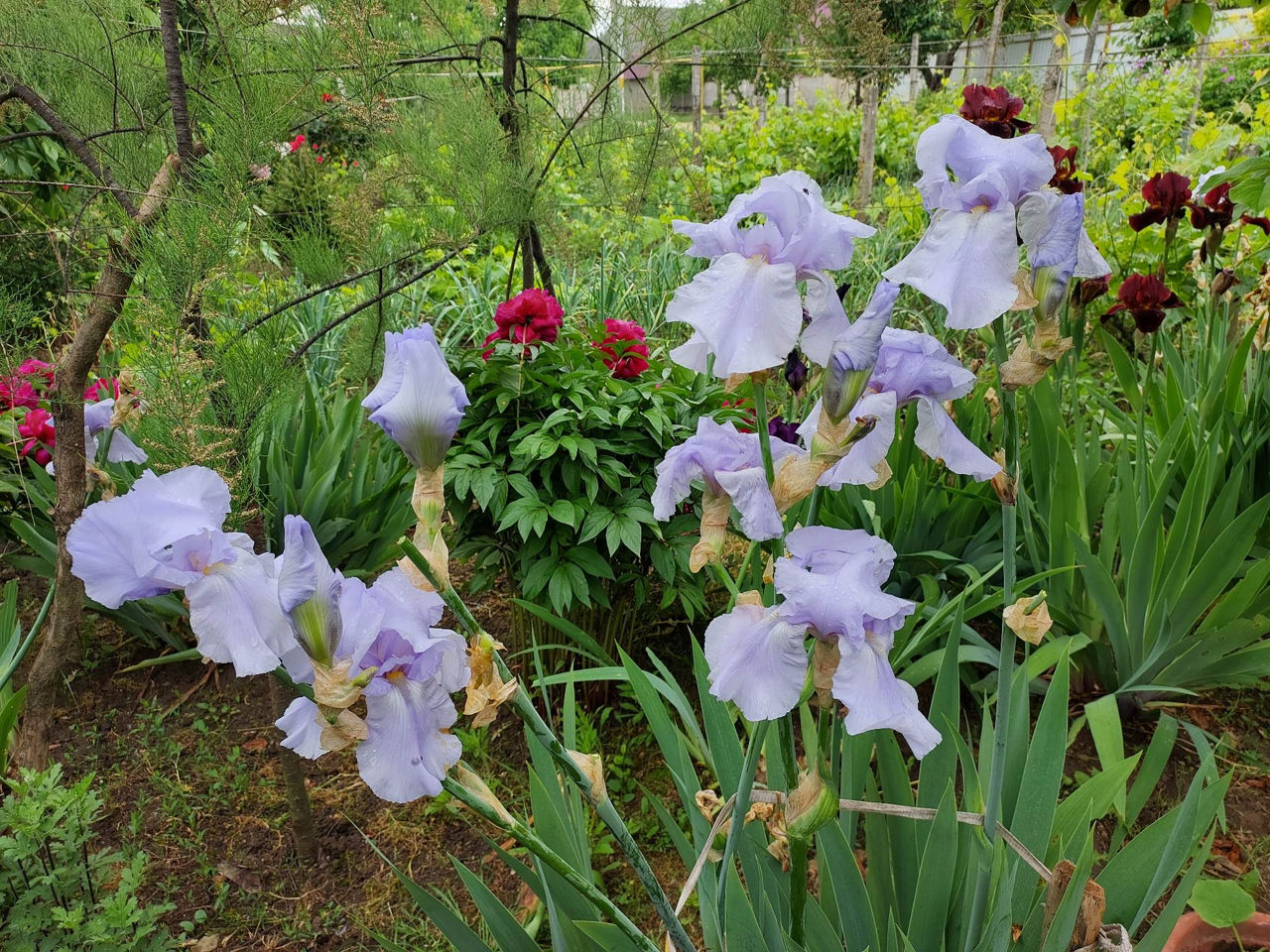 Iris Germanica. foto 4