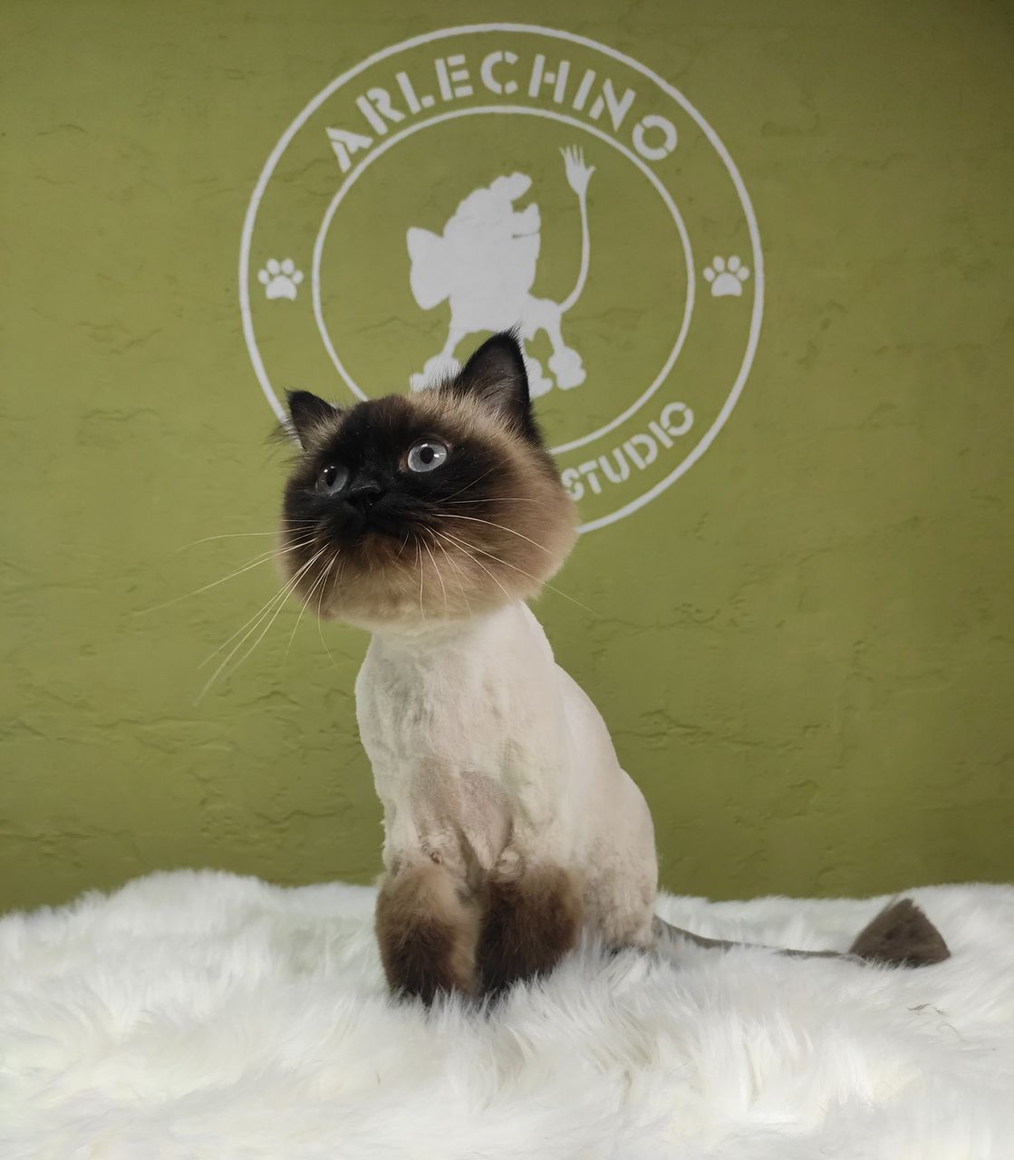 "Arlechino Grooming Studio". Буюканы. Стрижка кошек. фото 8