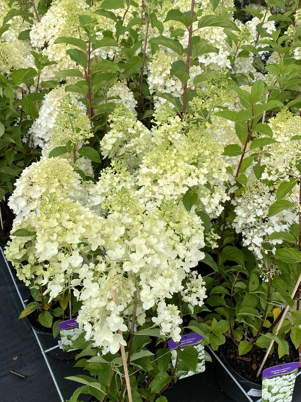 Hortensia / hydrangea foto 8