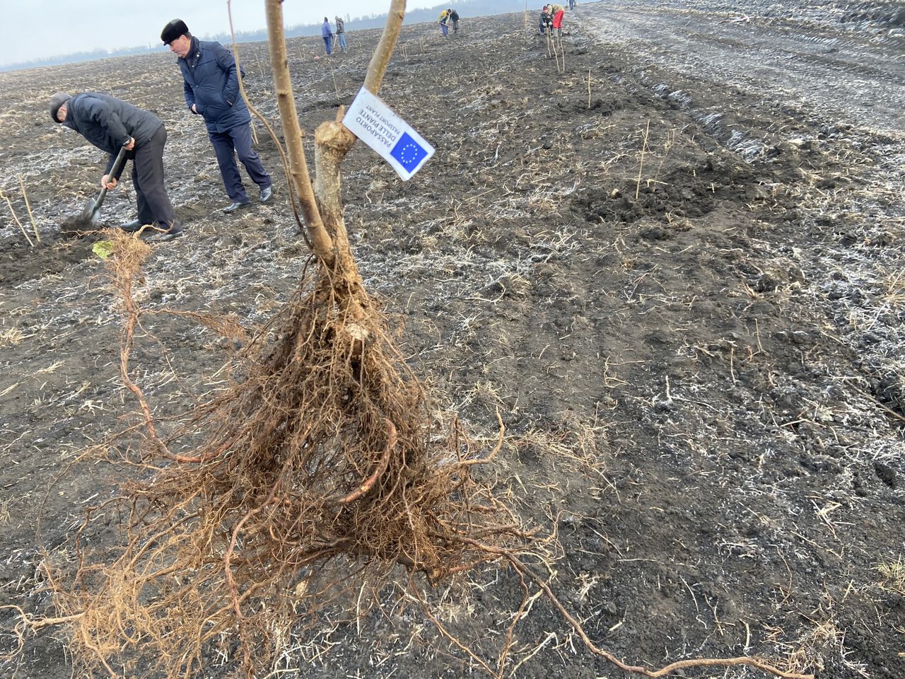 Puieți alun + asistență agronomică 5 ani, fără plăți adiționale! foto 4