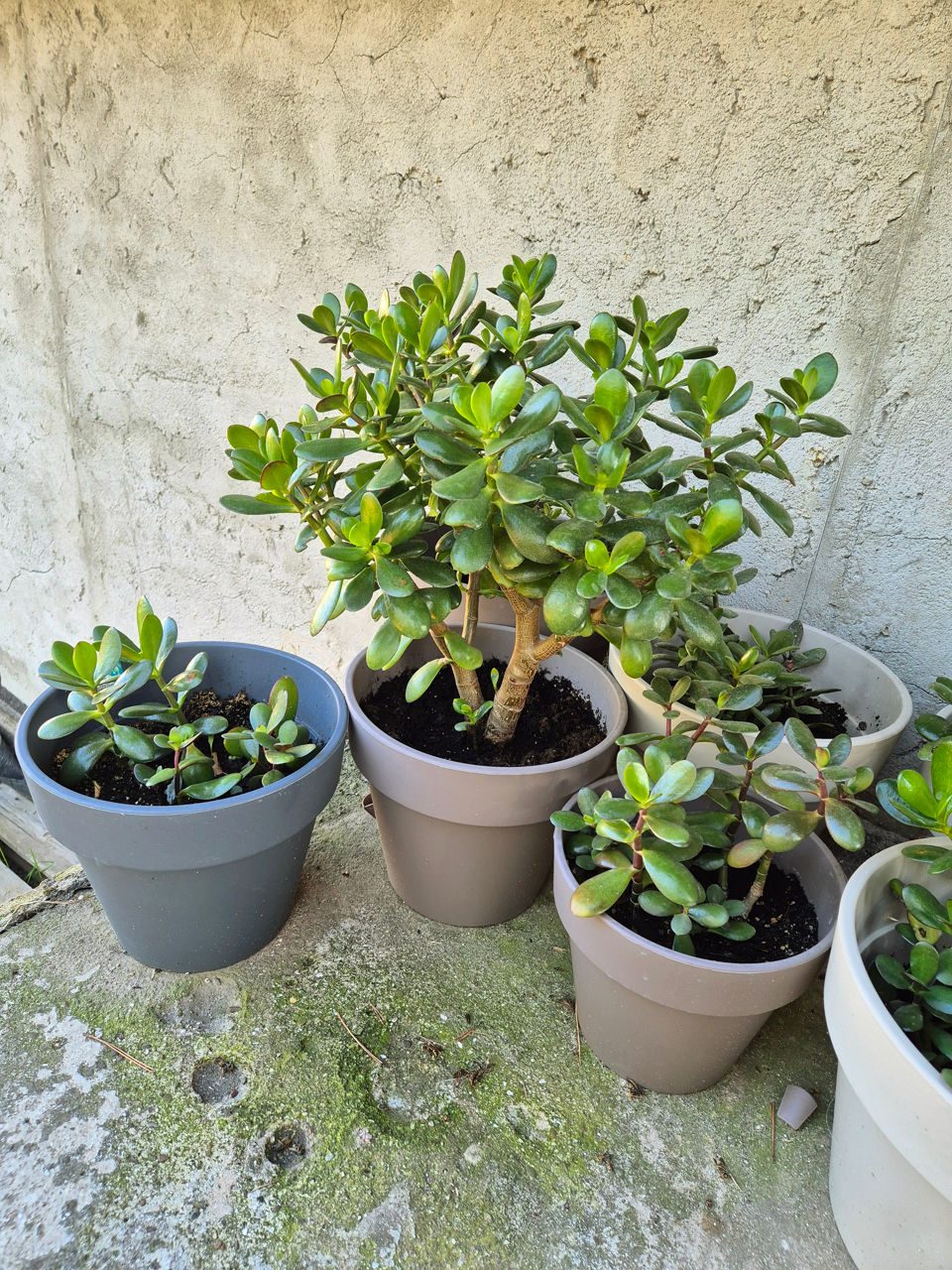 Vand floarea ce aduce bani in casa! Cadou excelent ! foto 1