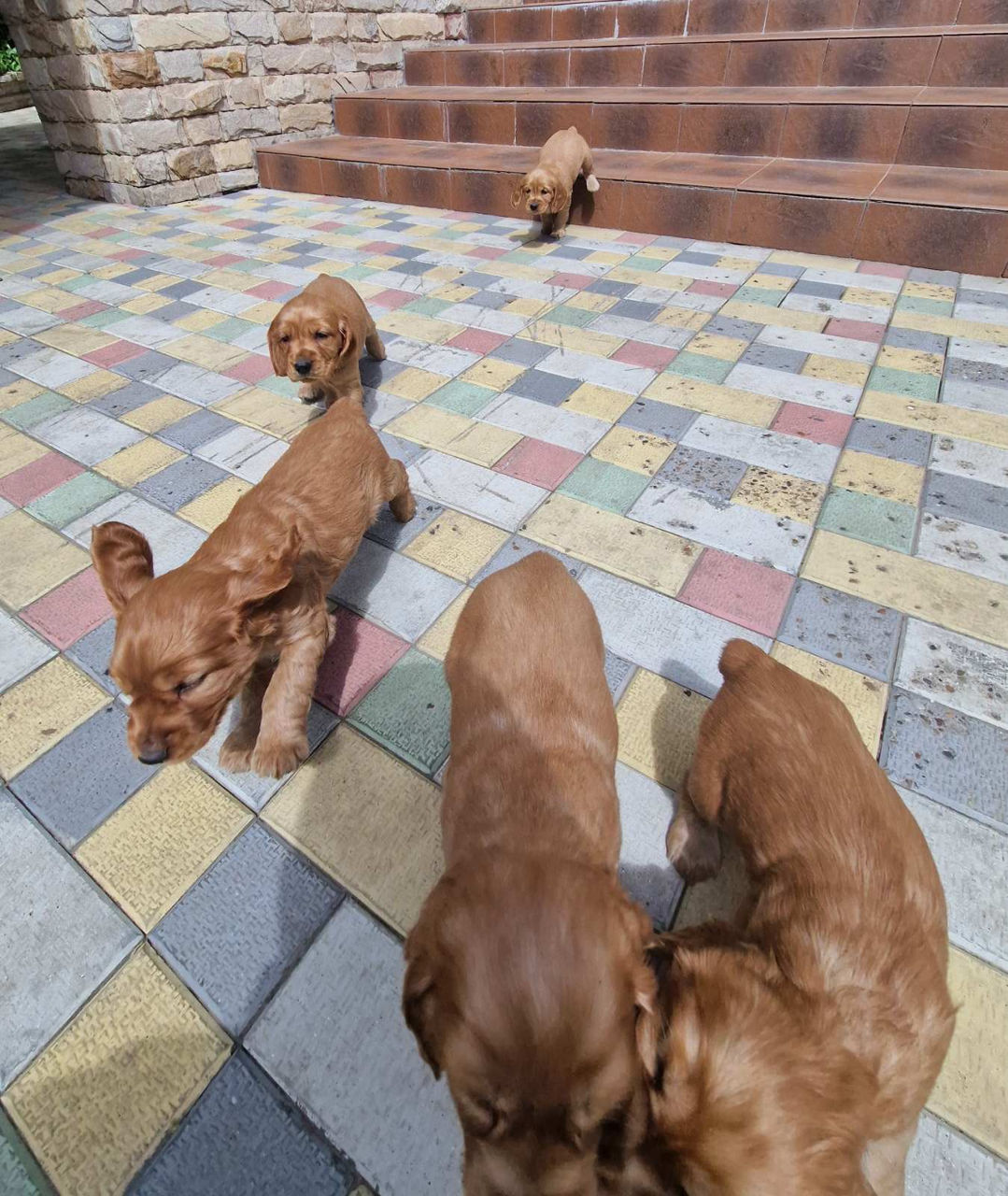 Disponibili: Ultimii 2 cățeluși Cocker Spaniel – Rasa pură, jucăuși și adorabili! foto 0