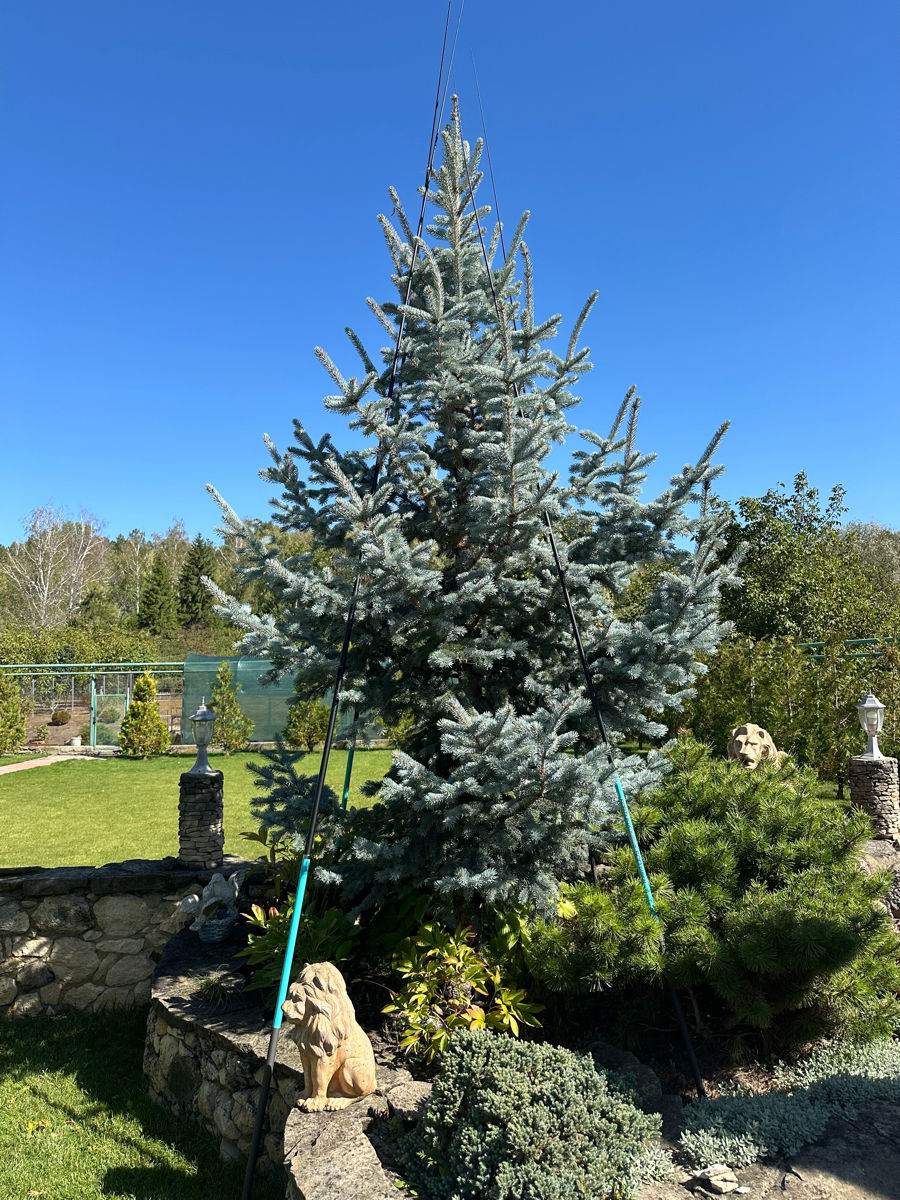 Tundere tuia/ leylandi/ gard viu ! foto 5