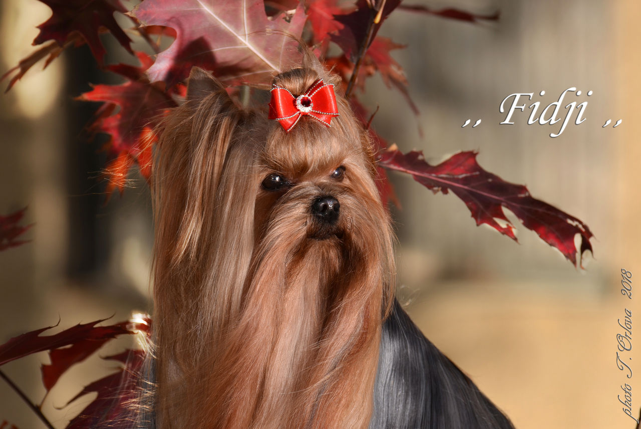 Щенки йоркширского терьера