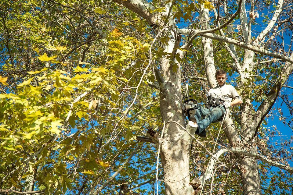 Defrisare arbori de orice dimensiuni si greutate.Arborist/Распиловка деревьев в труднодоступных мест foto 7