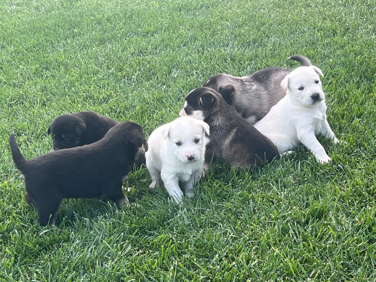 Vînd Metis Labrador & Husky foto 7