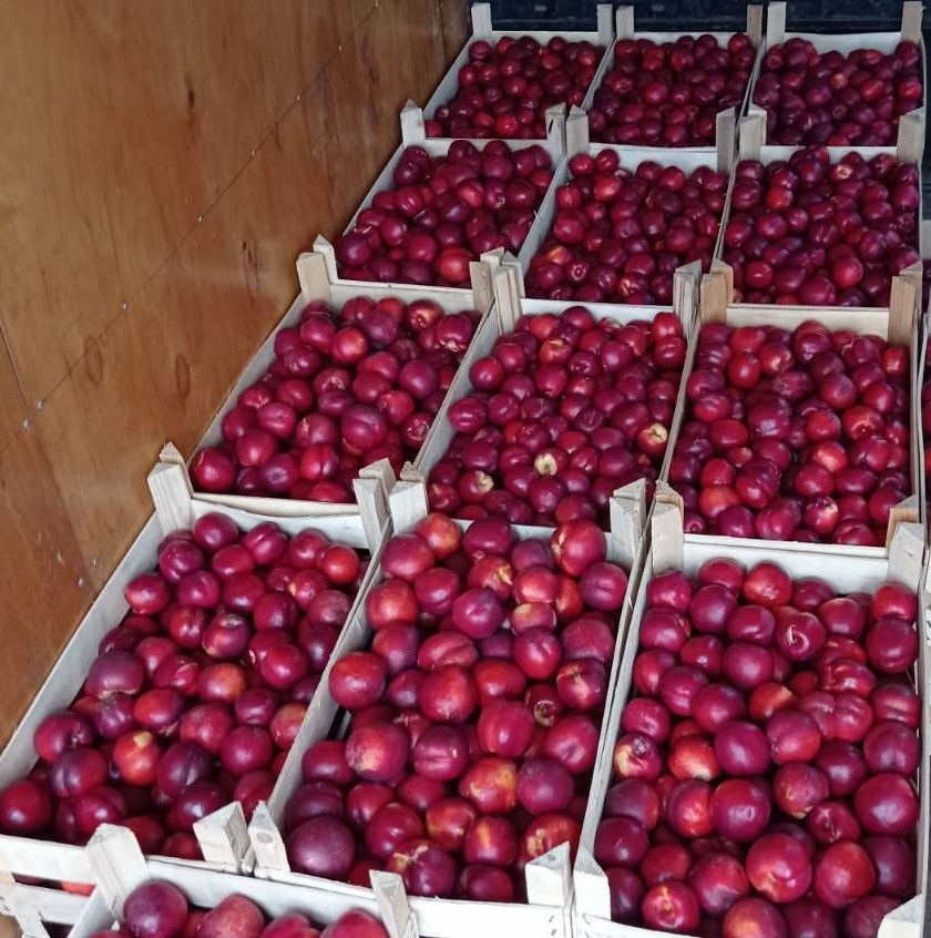 Pomi fructiferi ! Păr ( prăsad ) ,  vișin , cais ( abricos ) , persic , prun ( perj ) ... foto 15