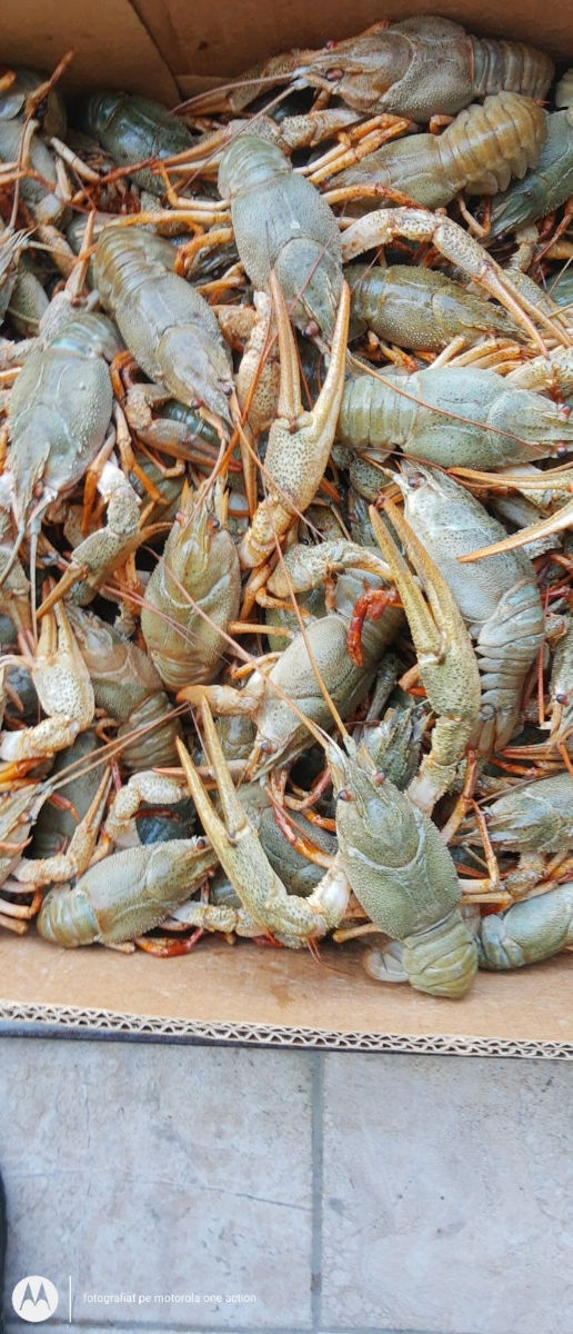 Живые Раки фото 1