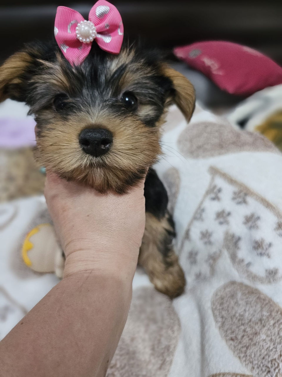 Urgent! Vând Cățea Yorkshire Terrier foto 2