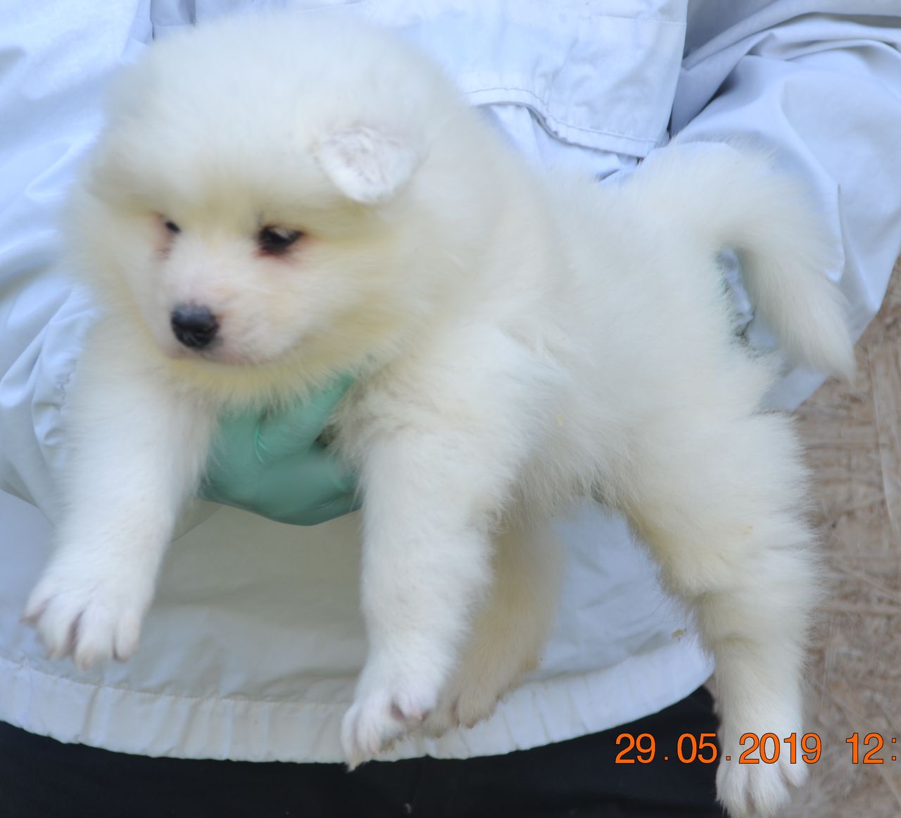 Catei De Samoyed Anunt