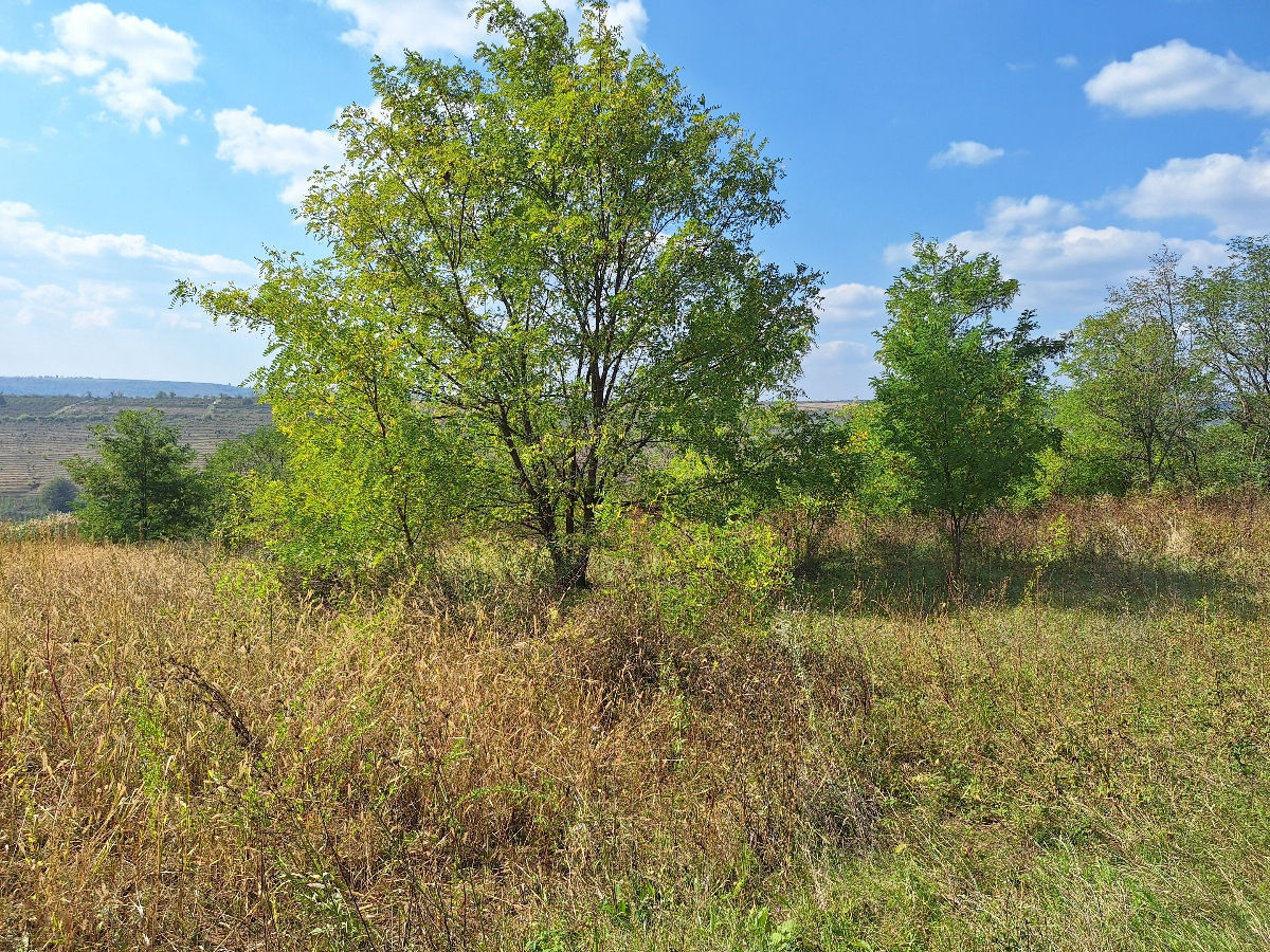 Vind teren arabil în rl Hincesti, sat. Ciuciuleni. Cu acces la drumul central direct foto 4