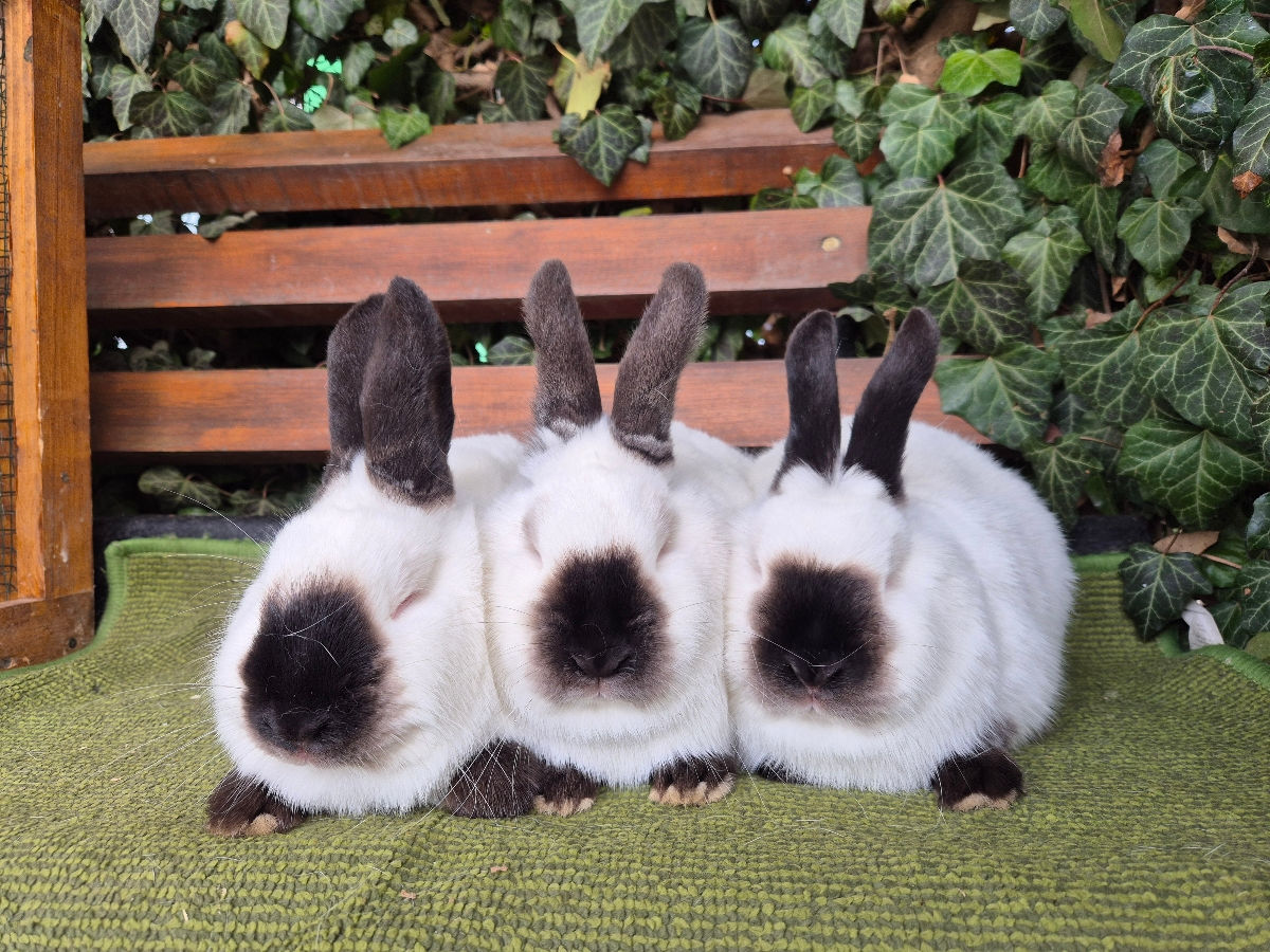 Iepuri Californieni foto 9