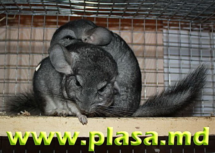 Plasa pentru custi,voliere,imprejmuire,tencuiala,umbrire,cernut,gabioane,armare foto 2