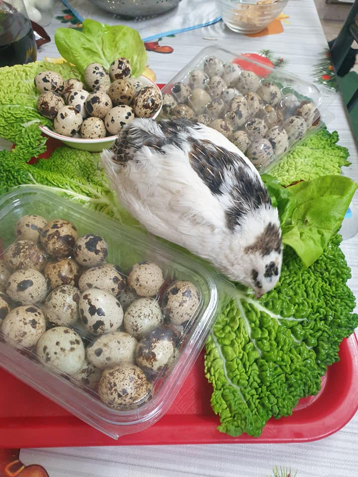 ✅Vindem Prepelite BIO (carne de prepelita, oua de prepelita ❶MDL) +Livrare Gratis! foto 3