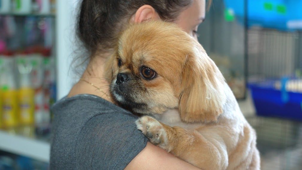 Зоосалон "Mister Dog" предлагает парикмахерские услуги для животных! 350 лей фото 2