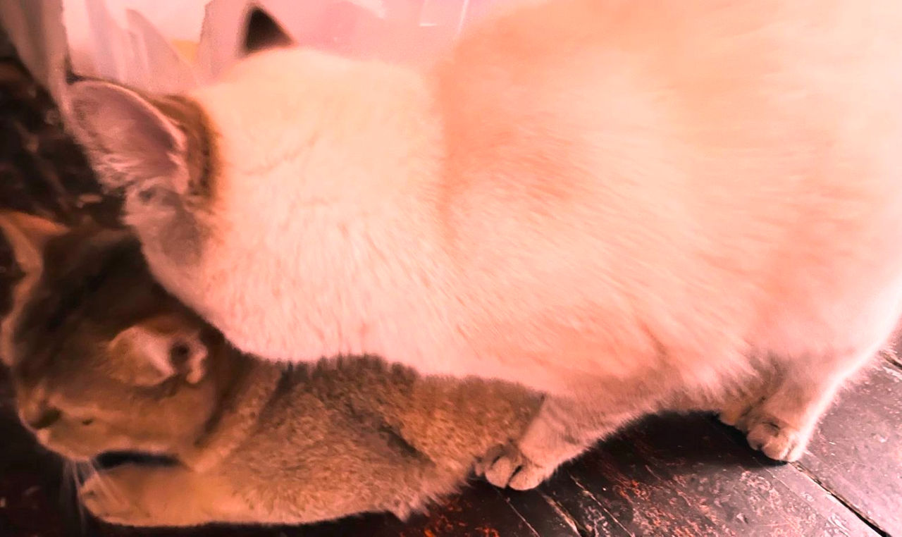 Motan Golden Chinchilla Point (Blue eyes) pt împerechere фото 8