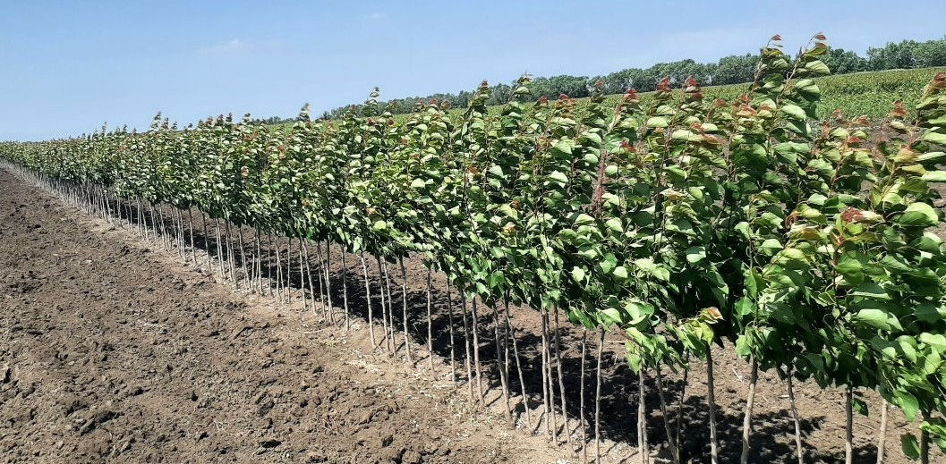 Pomi fructiferi - cais ( abricos ) , vișin , prun , persic , prăsad , migdal ... foto 18