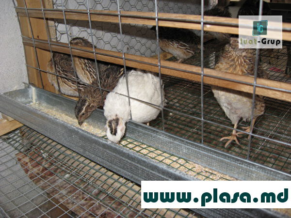 Garduri metalice in Moldova.Заборы металлические.Plasa metalica.Сетка металлическая.Eurogard.Stilpi foto 8